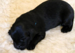 Mr. Blue 9 dagen oud